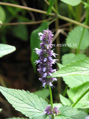 Agastache 'Black Adder'