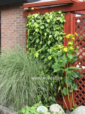 Hedera colchica 'Sulphur Heart'