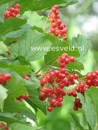 Viburnum opulus