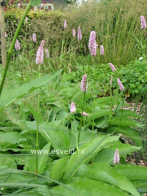 Persicaria bistorta 'Superba'