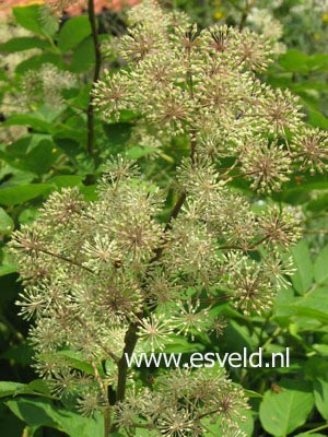 Aralia californica