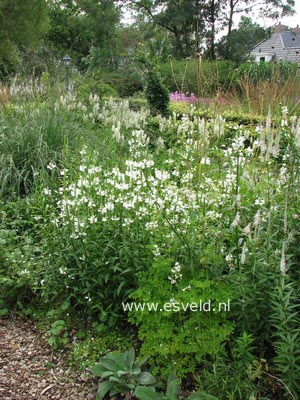 Physostegia virginiana 'Summer Snow'