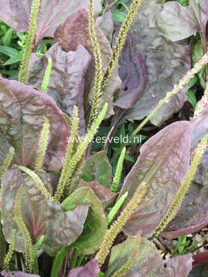 Plantago major 'Purpurea'