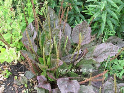 Plantago major 'Purpurea'