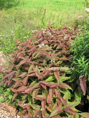 Persicaria microcephala 'Red Dragon'