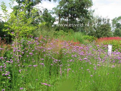 Verbena bonariensis