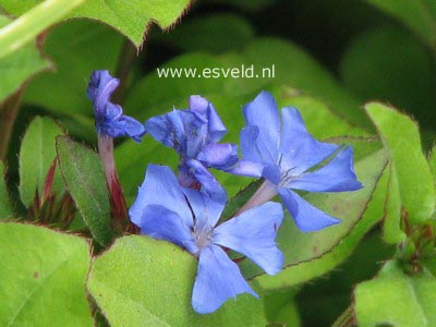 Ceratostigma plumbaginoides