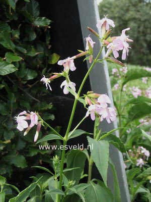 Saponaria officinalis