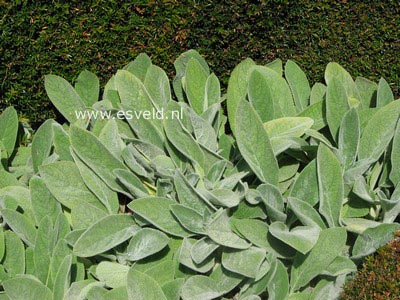 Stachys byzantina 'Big Ears'