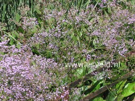 Limonium latifolium