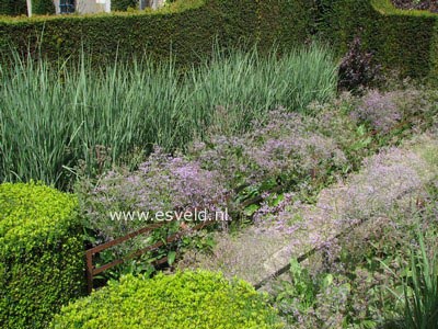 Limonium latifolium