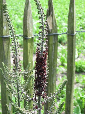 Veratrum nigrum