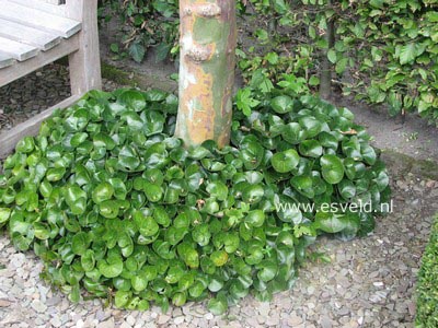 Asarum europaeum