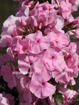 Phlox paniculata 'Mies Copijn'