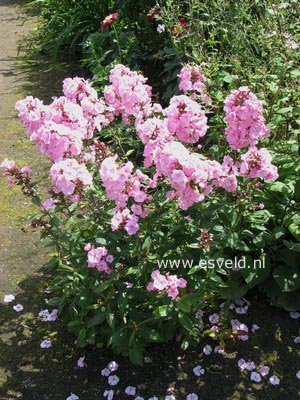 Phlox paniculata 'Mies Copijn'