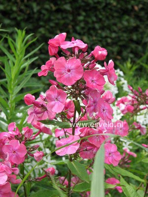 Phlox paniculata 'Rijnstroom'