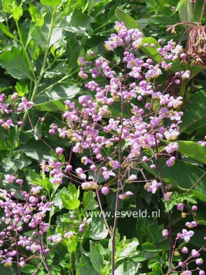 Thalictrum rochebrunianum