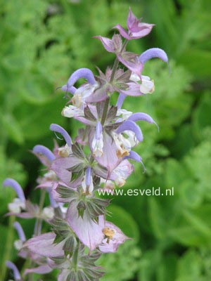 Salvia sclarea