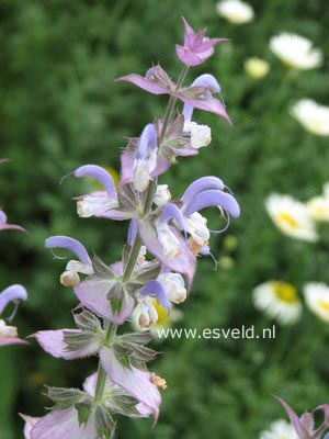 Salvia sclarea