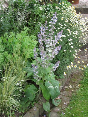 Salvia sclarea