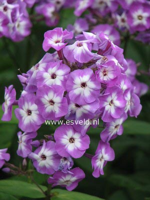 Phlox paniculata 'Uspech'