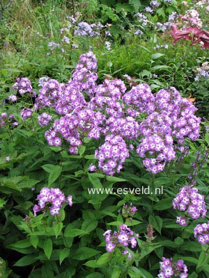 Phlox paniculata 'Uspech'