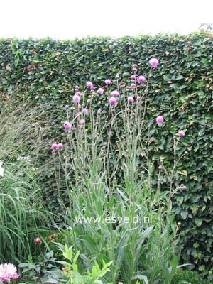 Cirsium rivulare 'Atropurpureum'