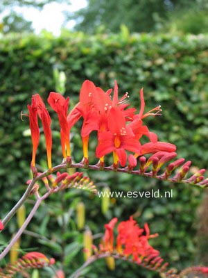 Crocosmia 'Lucifer'