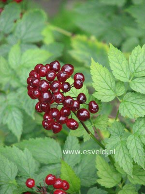 Actaea rubra