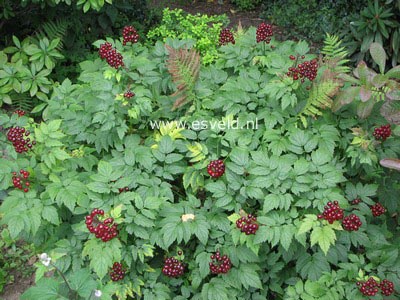 Actaea rubra