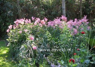 Filipendula rubra 'Venusta'