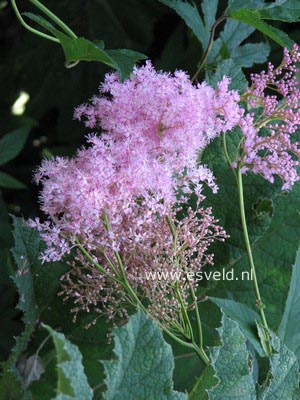 Filipendula rubra 'Venusta'