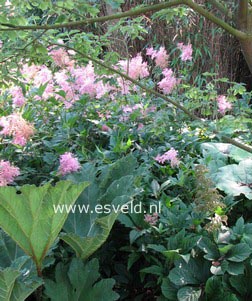 Filipendula rubra 'Venusta'