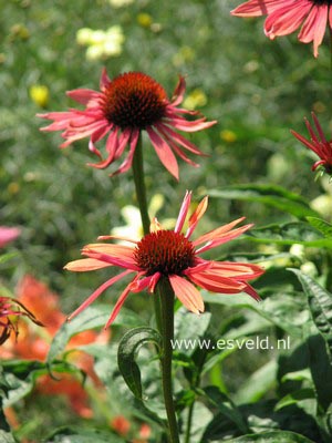 Echinacea purpurea 'Sundown'