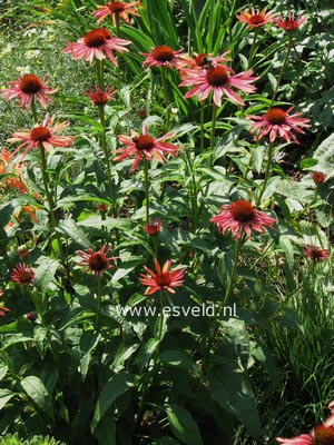 Echinacea purpurea 'Sundown'