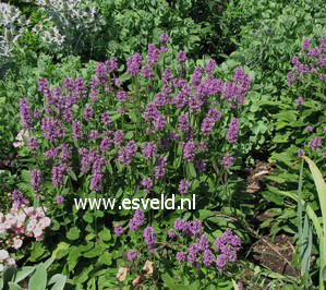 Stachys monnieri 'Hummelo'