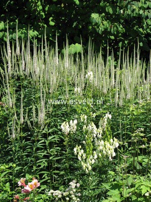 Veronicastrum virginicum 'Album'