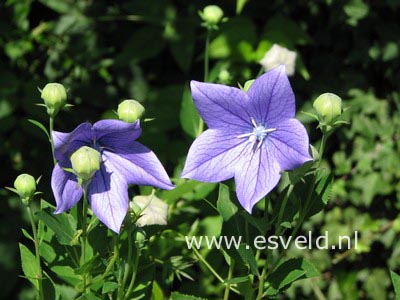 Platycodon grandiflorus 'Mariesii'