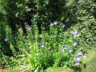 Platycodon grandiflorus 'Mariesii'