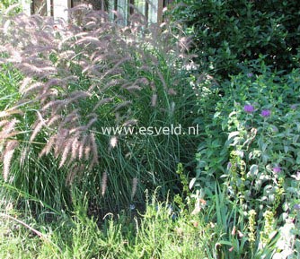 Pennisetum orientale 'Karley Rose'
