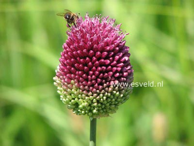 Allium sphaerocephalon