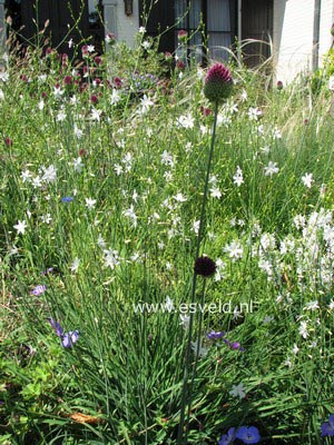 Allium sphaerocephalon