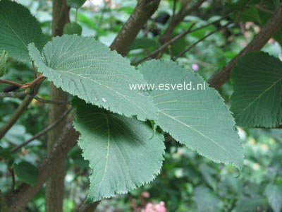 Viburnum furcatum