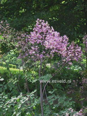 Thalictrum delavayi