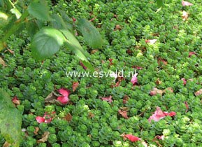 Sedum floriferum 'Weihenstephaner Gold'