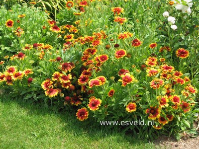 Gaillardia 'Kobold'