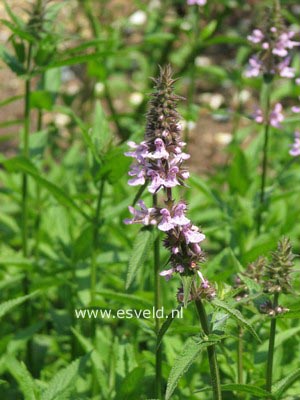 Nepeta sibirica