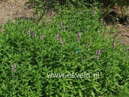 Nepeta sibirica