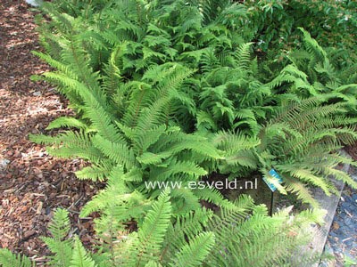 Polystichum setiferum 'Proliferum'