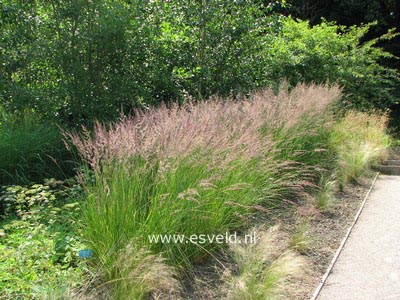 Calamagrostis acutiflora 'Karl Foerster'